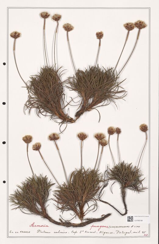 Armeria pungens  (Plumbaginaceae)