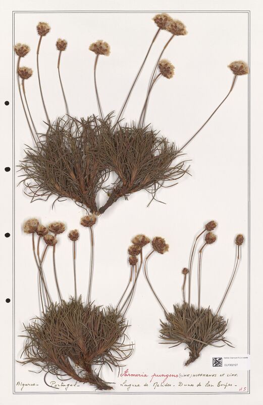 Armeria pungens  (Plumbaginaceae)