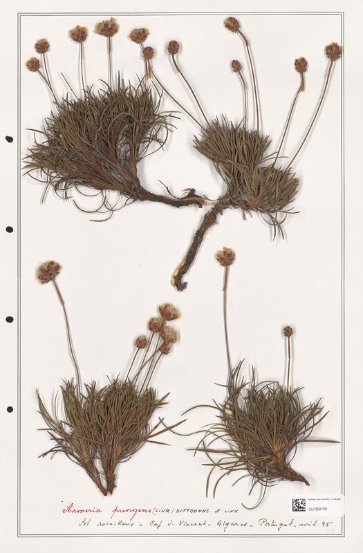 Armeria pungens  (Plumbaginaceae)