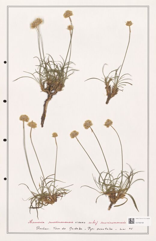 Armeria ruscinonensis  (Plumbaginaceae)