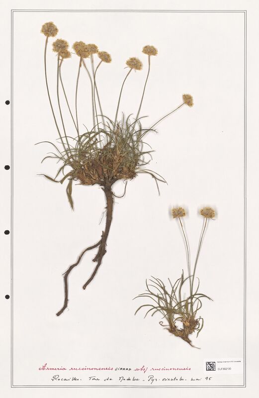 Armeria ruscinonensis  (Plumbaginaceae)