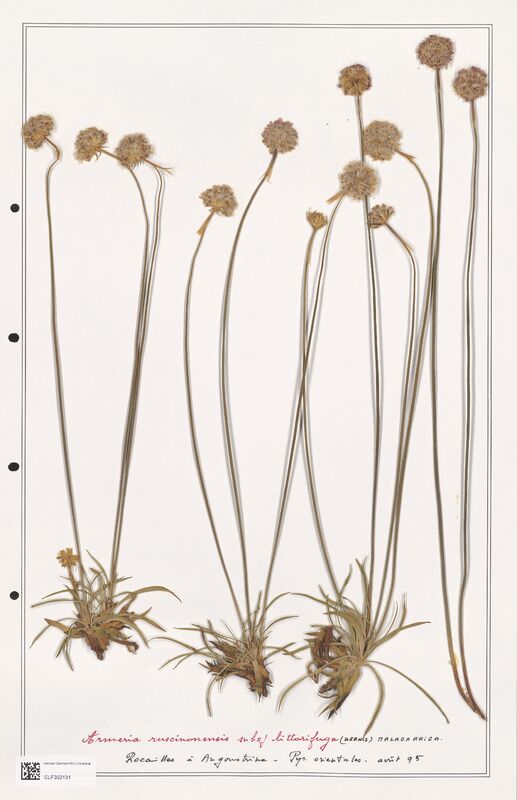 Armeria ruscinonensis  (Plumbaginaceae)