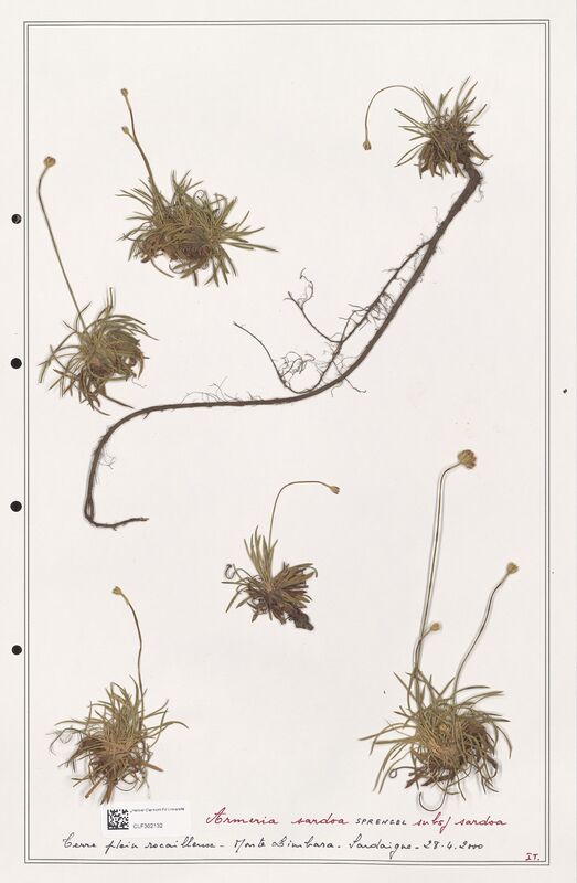 Armeria sardoa  (Plumbaginaceae)