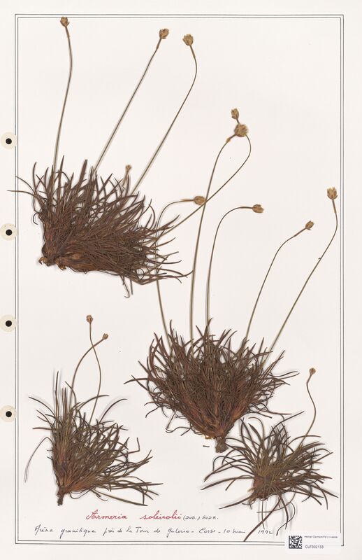 Armeria soleirolii  (Plumbaginaceae)