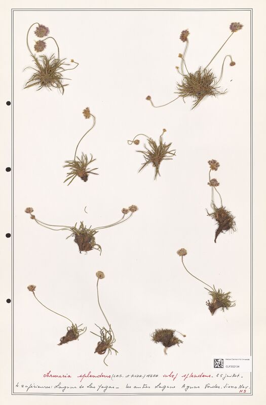 Armeria splendens  (Plumbaginaceae)