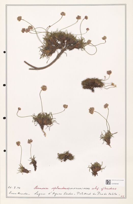 Armeria splendens  (Plumbaginaceae)