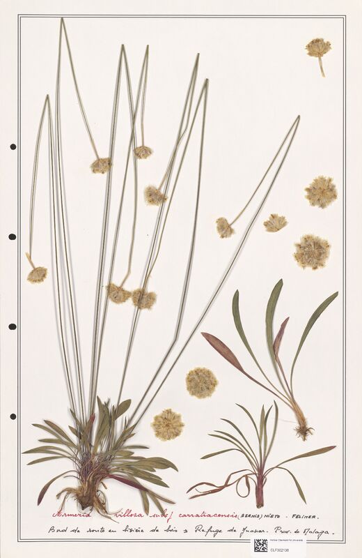 Armeria villosa  (Plumbaginaceae)