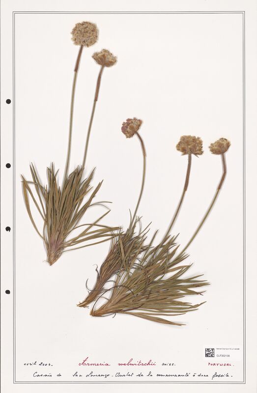 Armeria welwitschi  (Plumbaginaceae)