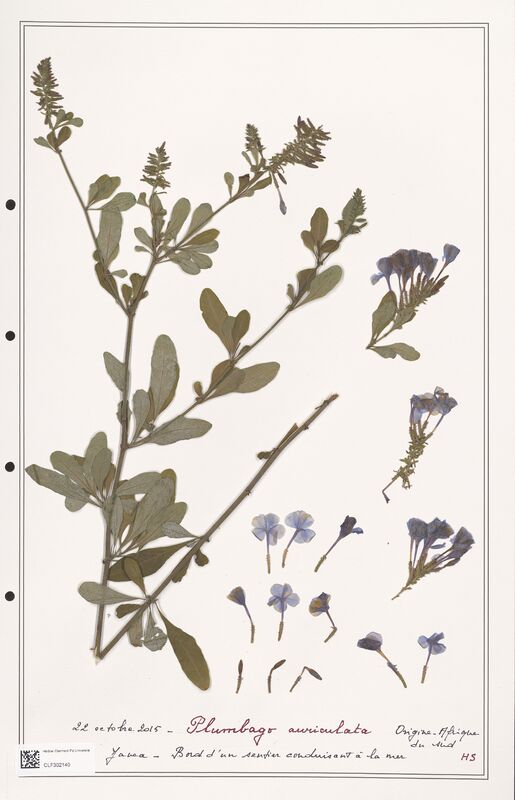 Plumbago auriculata  (Plumbaginaceae)