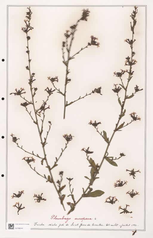 Plumbago europaea  (Plumbaginaceae)