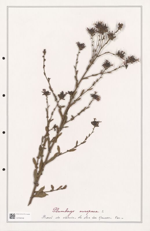 Plumbago europaea  (Plumbaginaceae)