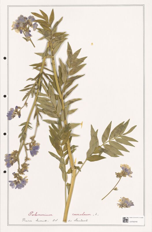 Polemonium caeruleum  (Polemoniaceae)