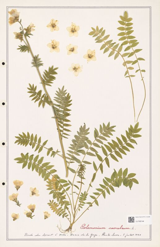 Polemonium caeruleum  (Polemoniaceae)