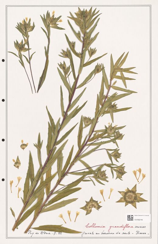 Collomia grandiflora  (Polemoniaceae)