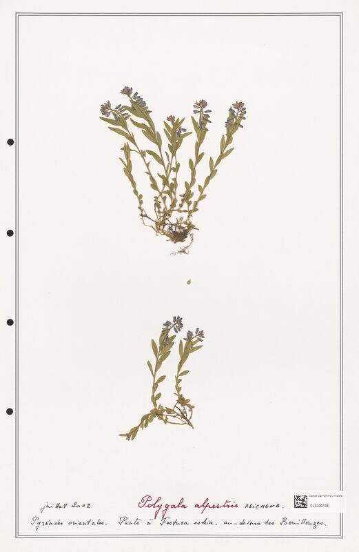 Polygala alpestris  (Polygalaceae)