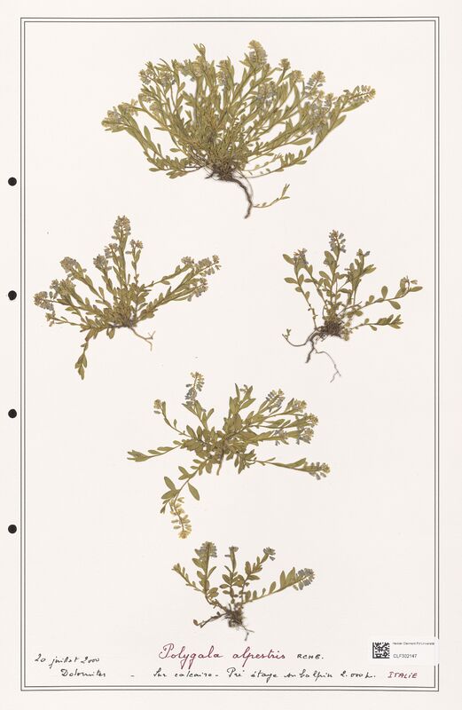 Polygala alpestris  (Polygalaceae)