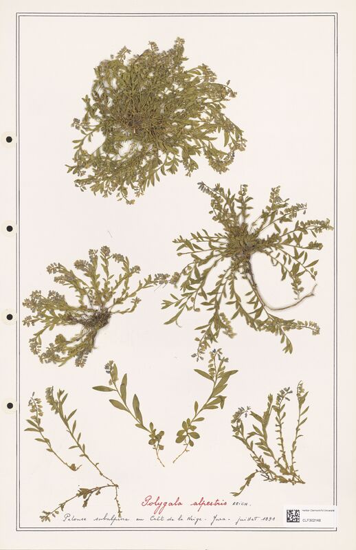 Polygala alpestris  (Polygalaceae)