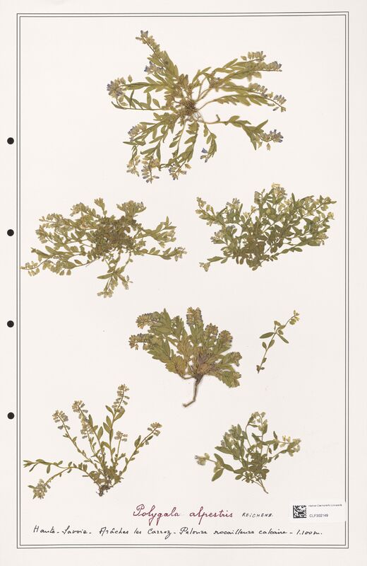 Polygala alpestris  (Polygalaceae)