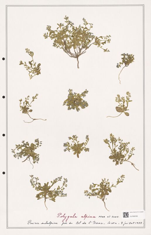 Polygala alpina  (Polygalaceae)