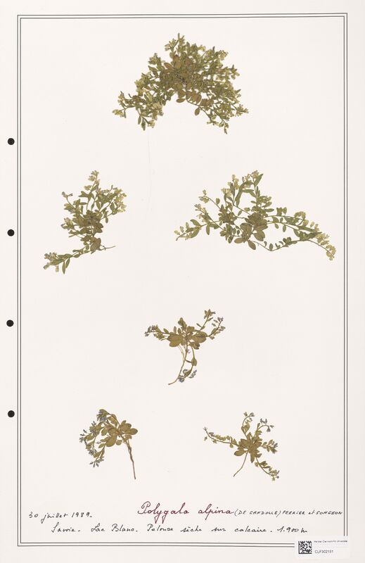 Polygala alpina  (Polygalaceae)