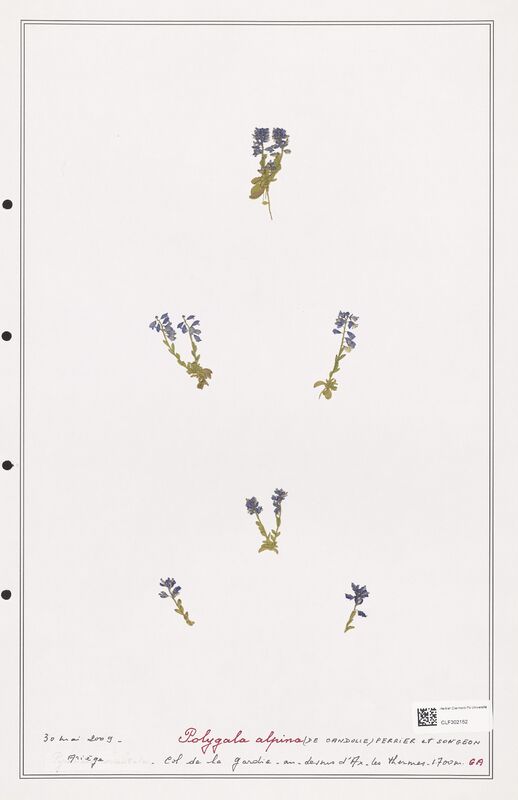 Polygala alpina  (Polygalaceae)