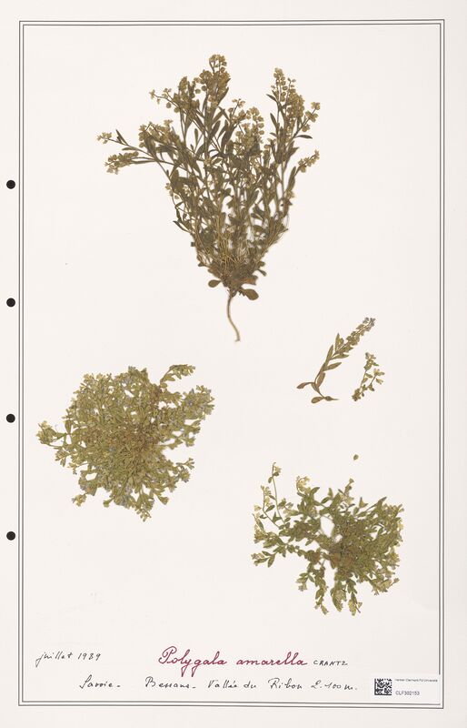 Polygala amarella  (Polygalaceae)