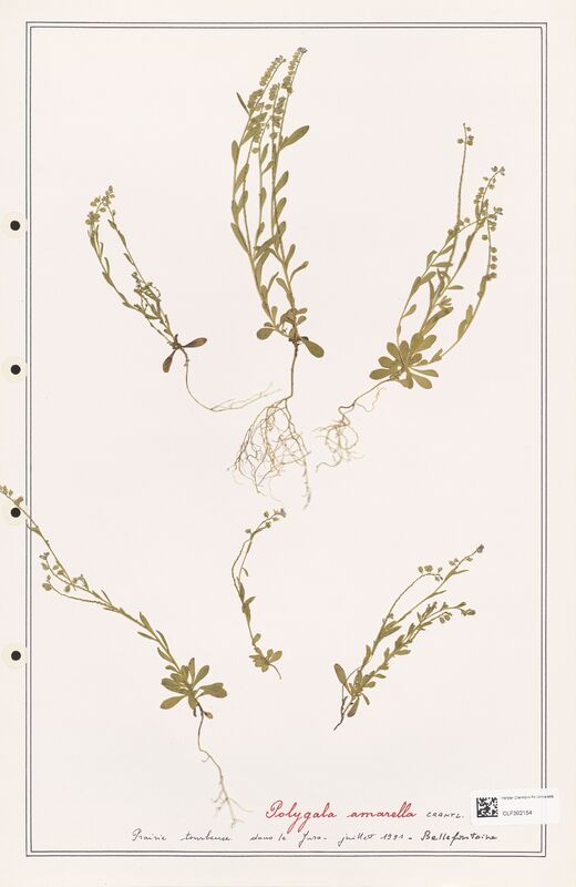 Polygala amarella  (Polygalaceae)
