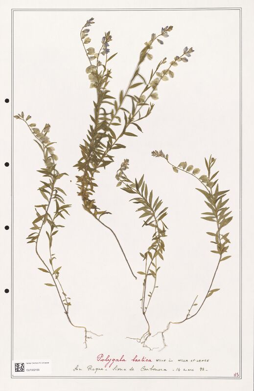 Polygala baetica  (Polygalaceae)