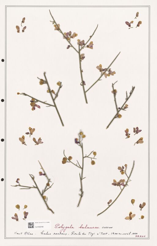 Polygala balansae  (Polygalaceae)