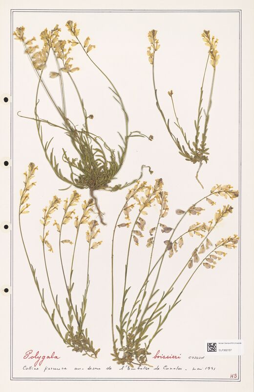 Polygala boissieri  (Polygalaceae)