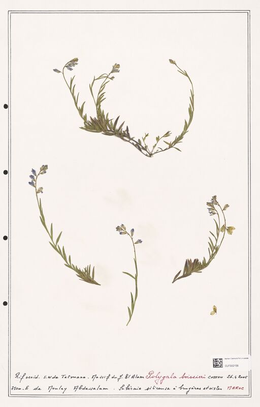 Polygala boissieri  (Polygalaceae)