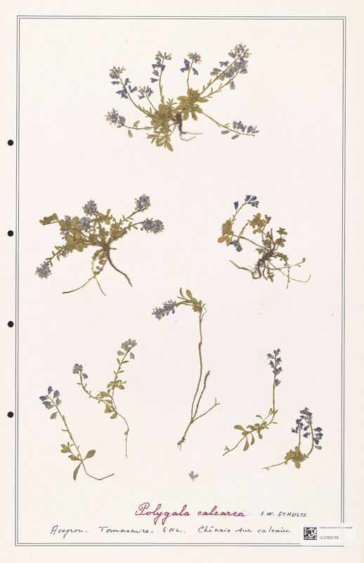 Polygala calcarea  (Polygalaceae)