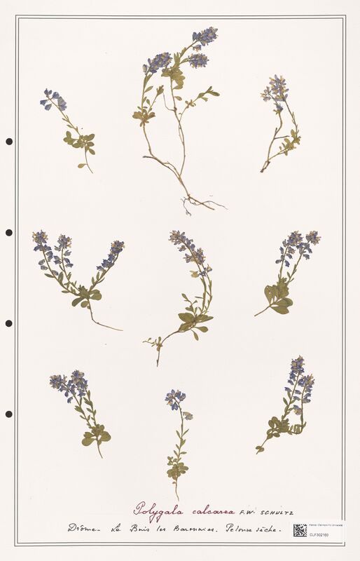 Polygala calcarea  (Polygalaceae)