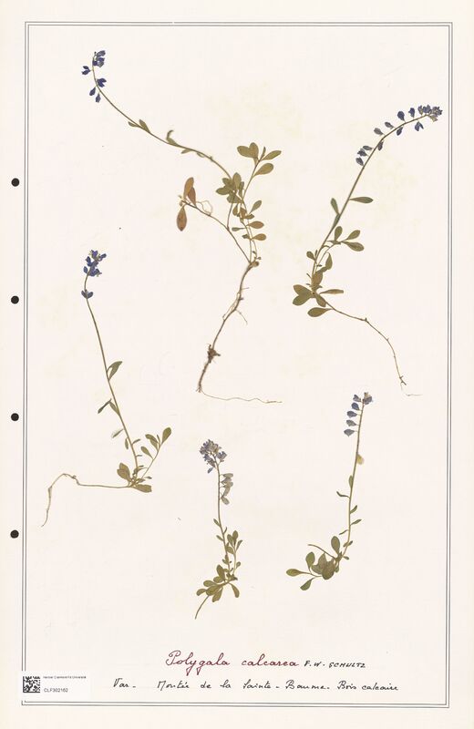 Polygala calcarea  (Polygalaceae)