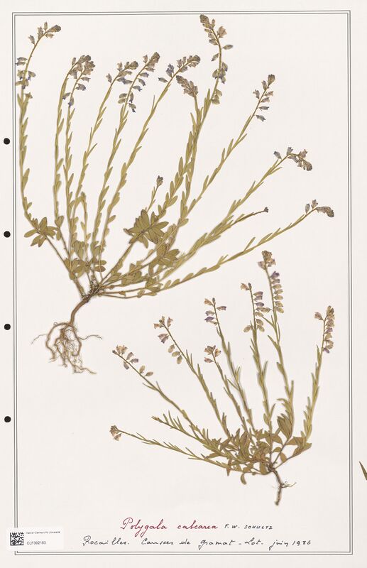 Polygala calcarea  (Polygalaceae)