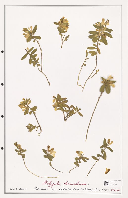 Polygala chamaebuxus  (Polygalaceae)