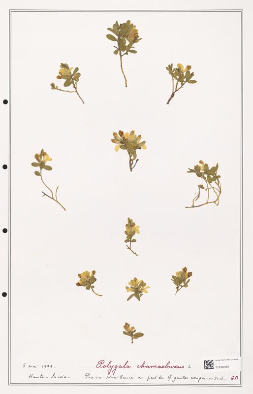 Polygala chamaebuxus  (Polygalaceae)