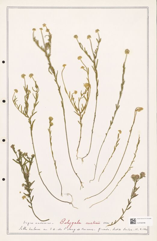 Polygala curtisii  (Polygalaceae)