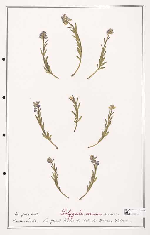 Polygala comosa  (Polygalaceae)