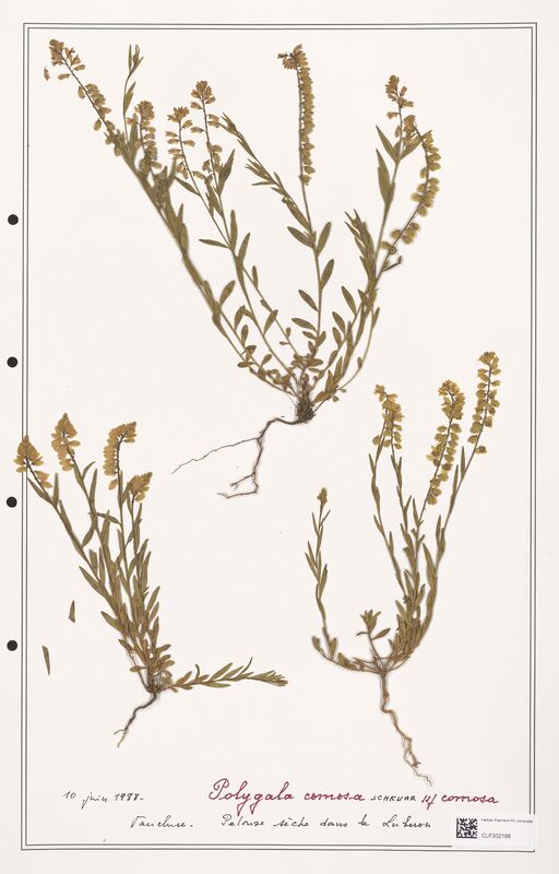Polygala comosa  (Polygalaceae)