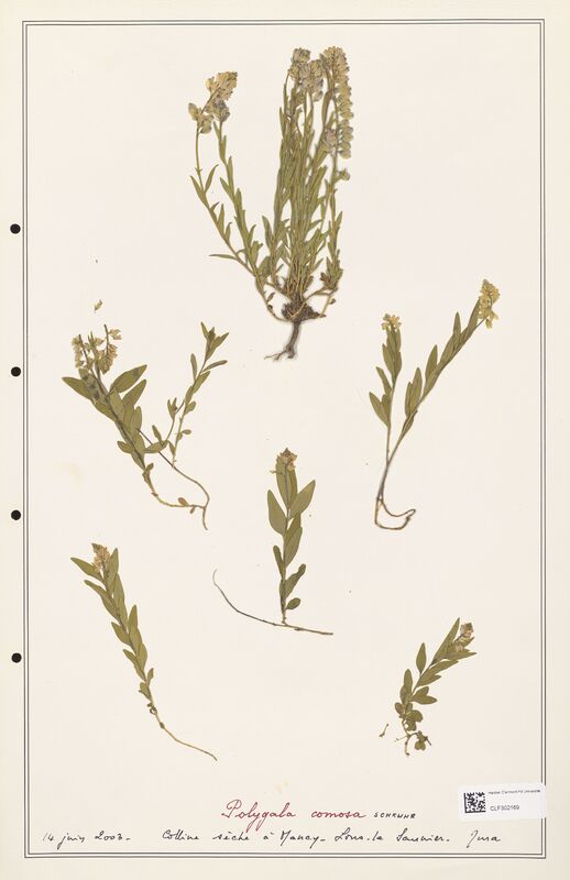 Polygala comosa  (Polygalaceae)