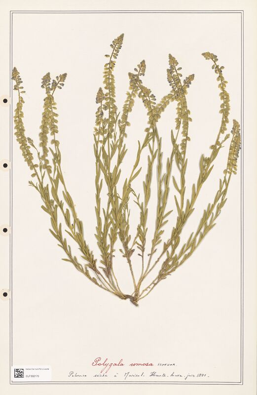 Polygala comosa  (Polygalaceae)