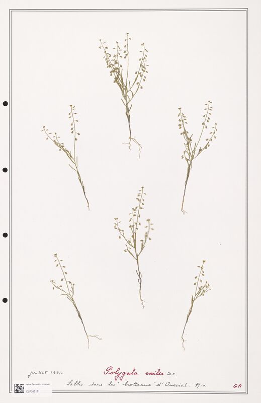 Polygala exilis  (Polygalaceae)