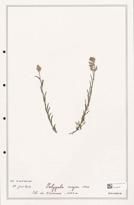 Polygala major  (Polygalaceae)