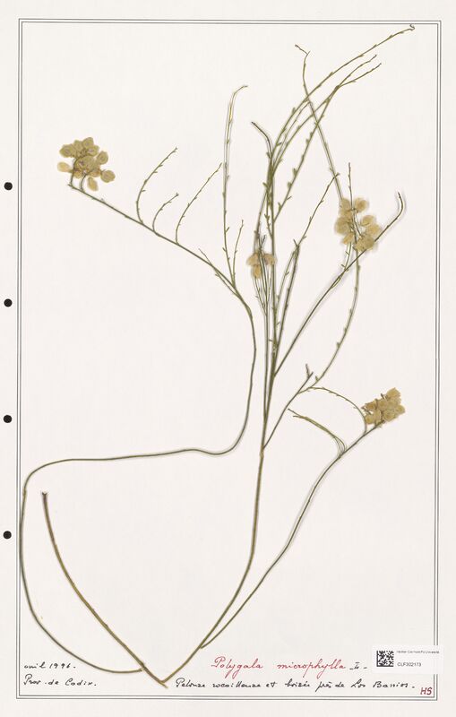 Polygala microphylla  (Polygalaceae)