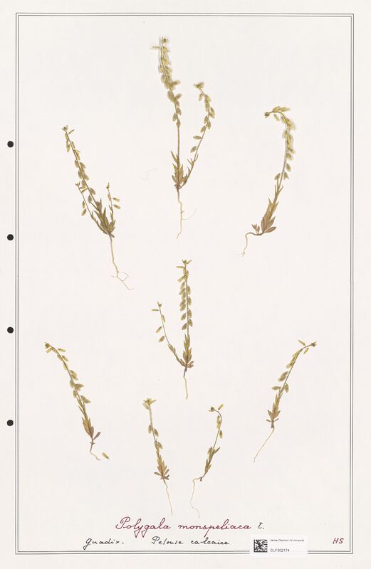 Polygala monspeliaca  (Polygalaceae)