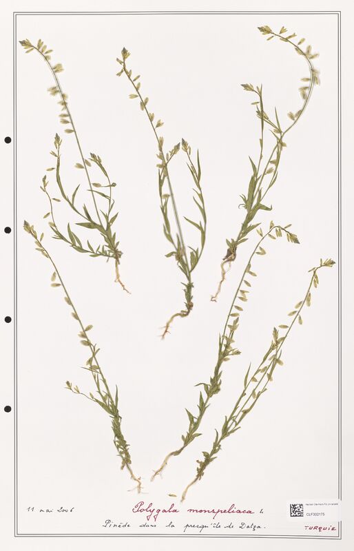 Polygala monspeliaca  (Polygalaceae)