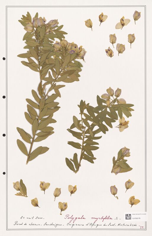 Polygala myrtifolia  (Polygalaceae)