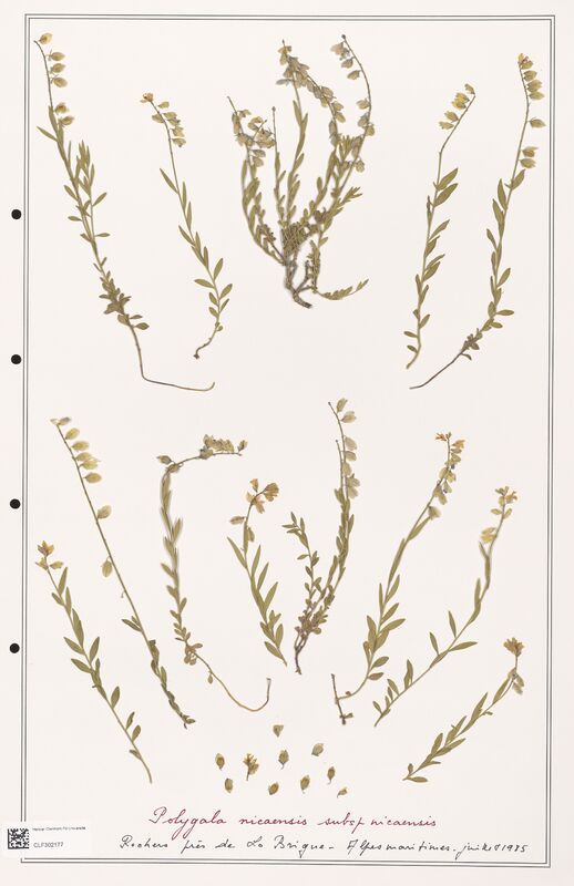 Polygala nicaensis  (Polygalaceae)