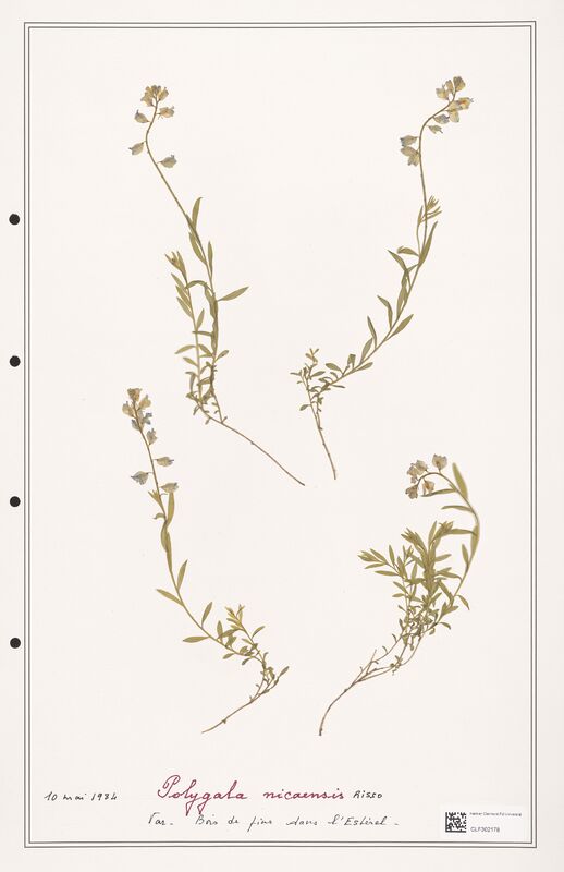 Polygala nicaensis  (Polygalaceae)